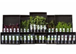 ASS. 1: 10x5 (50) pots colour code green - Assortiments de plantes - Comptoir du Poisson exotique