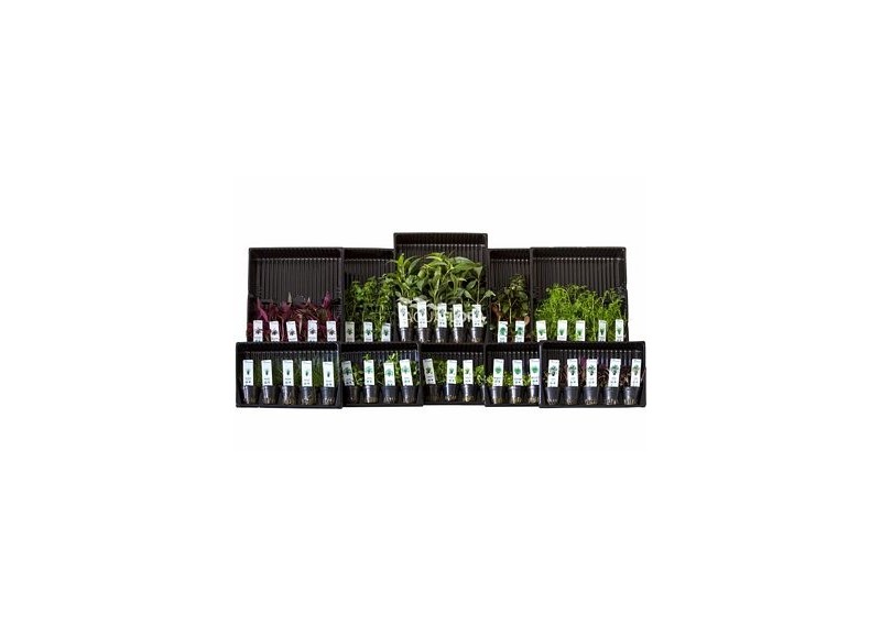 ASS. 1: 10x5 (50) pots colour code green - Assortiments de plantes - Comptoir du Poisson exotique