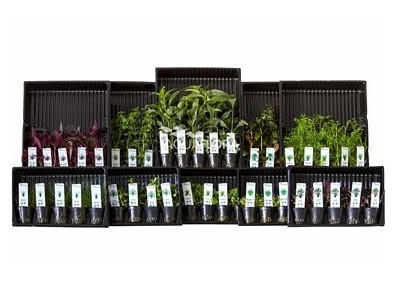 ASS. 1: 10x5 (50) pots colour code green - Assortiments de plantes - Comptoir du Poisson exotique