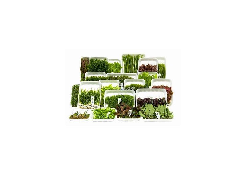 ASS. 13: 20x10 (200) bouquet - Assortiments de plantes - Comptoir du Poisson exotique