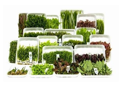 ASS. 13: 20x10 (200) bouquet - Assortiments de plantes - Comptoir du Poisson exotique