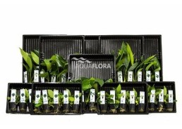 ASS. 3: 5x10 (50) Anubias - Assortiments de plantes - Comptoir du Poisson exotique