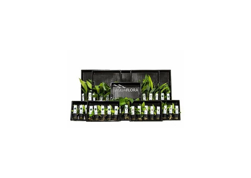 ASS. 3: 5x10 (50) Anubias - Assortiments de plantes - Comptoir du Poisson exotique