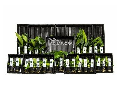 ASS. 3: 5x10 (50) Anubias - Assortiments de plantes - Comptoir du Poisson exotique
