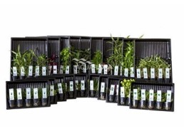ASS. 2: 20x5 (100) pots colour code green - Assortiments de plantes - Comptoir du Poisson exotique