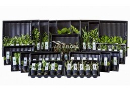 ASS. 7: 20x5 (100) pots all colour code groups - Assortiments de plantes - Comptoir du Poisson exotique