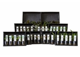 ASS. 4: 5x10 (50) Cryptocoryne - Assortiments de plantes - Comptoir du Poisson exotique