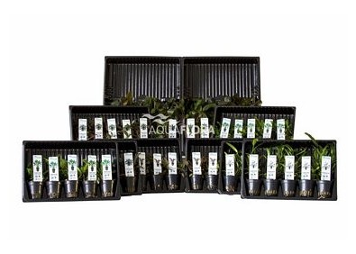 ASS. 4: 5x10 (50) Cryptocoryne - Assortiments de plantes - Comptoir du Poisson exotique