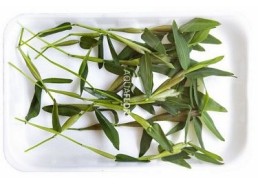 Hygroryza aristata - Plantes flottantes - Comptoir du Poisson exotique