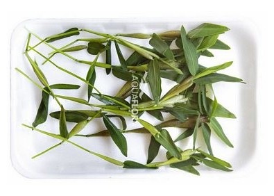 Hygroryza aristata - Plantes flottantes - Comptoir du Poisson exotique
