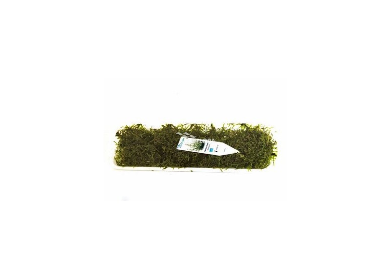 Vesicularia dubyana - portion 30gr. - Plantes en portion - Comptoir du Poisson exotique