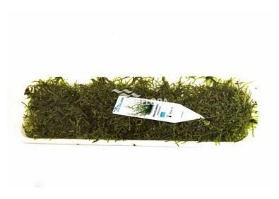 Vesicularia dubyana - portion 30gr. - Plantes en portion - Comptoir du Poisson exotique