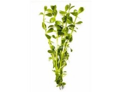 Bacopa crenata (monnieri) - Bouquet - Bouquets lestés - Comptoir du Poisson exotique
