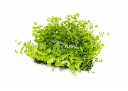Micranthemum net 10x15cm - Tapis - Plantes sur tapis - Comptoir du Poisson exotique