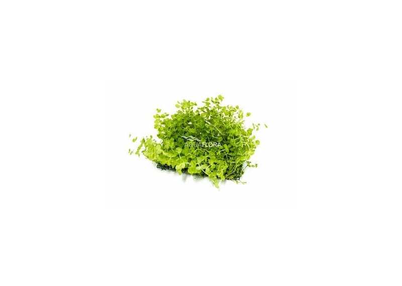 Micranthemum net 10x15cm - Tapis - Plantes sur tapis - Comptoir du Poisson exotique
