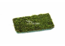 Vesicularia net 9x14cm - Tapis - Plantes sur tapis - Comptoir du Poisson exotique