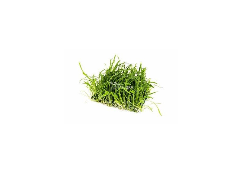 Lilaeopsis net 10x15cm - Tapis - Plantes sur tapis - Comptoir du Poisson exotique