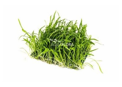 Lilaeopsis net 10x15cm - Tapis - Plantes sur tapis - Comptoir du Poisson exotique