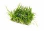 Lilaeopsis net 10x15cm - Tapis - Plantes sur tapis - Comptoir du Poisson exotique