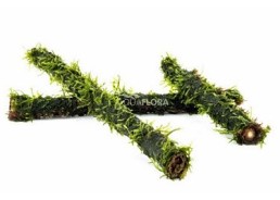 Vesicularia on bamboo stick L 30cm - Plantes sur support - Comptoir du Poisson exotique
