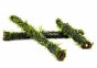 Vesicularia on bamboo stick L 30cm - Plantes sur support - Comptoir du Poisson exotique