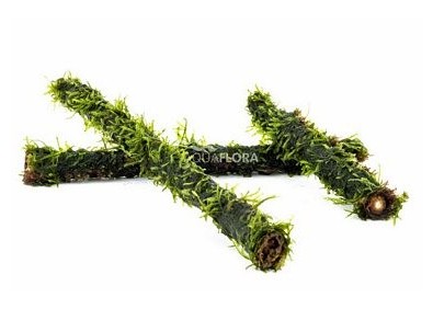 Vesicularia on bamboo stick M 20cm - Plantes sur support - Comptoir du Poisson exotique