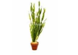 Vallisneria spiralis 'torta' - pot terre cuite - Plantes en pots terre cuite 3cm - Comptoir du Poisson exotique