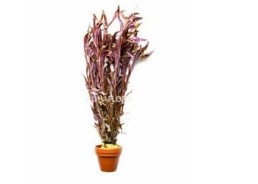 Rotala rotundifolia - pot terre cuite - Plantes en pots terre cuite 3cm - Comptoir du Poisson exotique