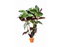 Nomaphila species (red) - Pot terre cuite - Plantes en pots terre cuite 3cm - Comptoir du Poisson exotique