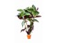 Nomaphila species (red) - Pot terre cuite - Plantes en pots terre cuite 3cm - Comptoir du Poisson exotique
