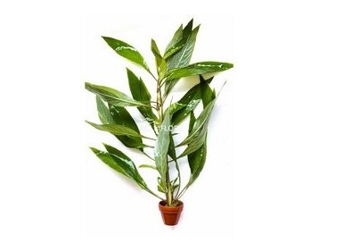Hygrophila corymbosa 'Siamensis' - Pot terre cuite - Plantes en pots terre cuite 3cm - Comptoir du Poisson exotique