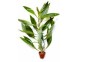 Hygrophila corymbosa 'Siamensis' - Pot terre cuite - Plantes en pots terre cuite 3cm - Comptoir du Poisson exotique