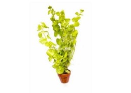 Lysimachia nummularia 'Aurea' - Pot terre cuite - Plantes en pots terre cuite 3cm - Comptoir du Poisson exotique