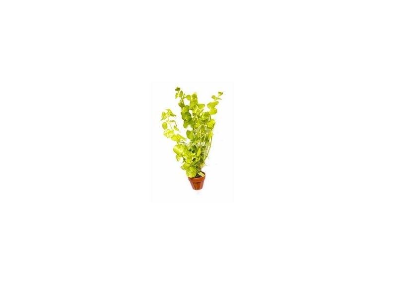 Lysimachia nummularia 'Aurea' - Pot terre cuite - Plantes en pots terre cuite 3cm - Comptoir du Poisson exotique