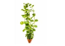 Lysimachia nummularia - Pot terre cuite - Plantes en pots terre cuite 3cm - Comptoir du Poisson exotique