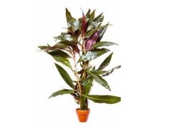 Ludwigia glandulosa - Pot terre cuite - Plantes en pots terre cuite 3cm - Comptoir du Poisson exotique