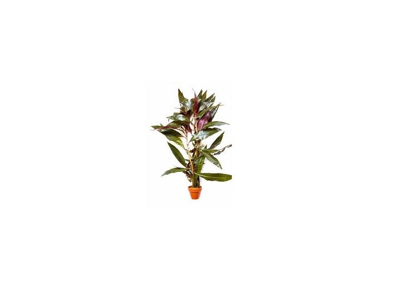 Ludwigia glandulosa - Pot terre cuite - Plantes en pots terre cuite 3cm - Comptoir du Poisson exotique
