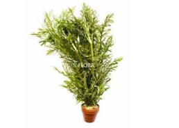 Hygrophila difformis - pot terre cuite - Plantes en pots terre cuite 3cm - Comptoir du Poisson exotique