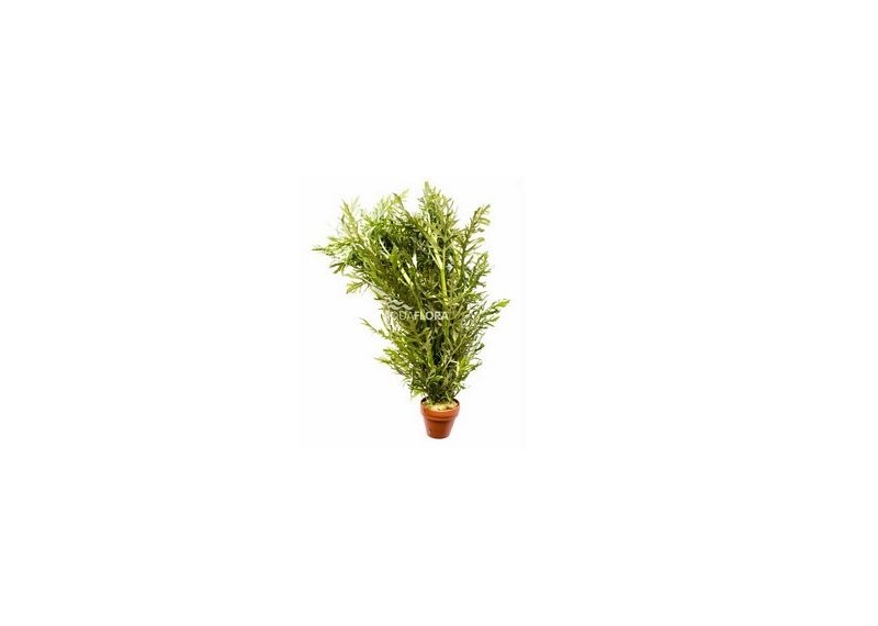 Hygrophila difformis - pot terre cuite - Plantes en pots terre cuite 3cm - Comptoir du Poisson exotique