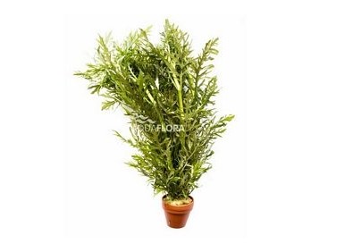 Hygrophila difformis - pot terre cuite - Plantes en pots terre cuite 3cm - Comptoir du Poisson exotique