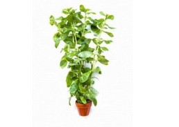 Hygrophila polysperma - Pot terre cuite - Plantes en pots terre cuite 3cm - Comptoir du Poisson exotique