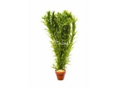 Egeria densa - Pot terre cuite - Plantes en pots terre cuite 3cm - Comptoir du Poisson exotique
