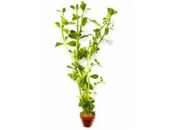Bacopa crenata (monnieri) - Pot terre cuite - Plantes en pots terre cuite 3cm - Comptoir du Poisson exotique