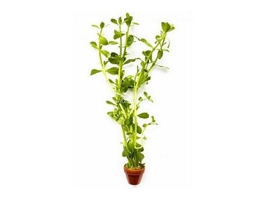 Bacopa crenata (monnieri) - Pot terre cuite - Plantes en pots terre cuite 3cm - Comptoir du Poisson exotique