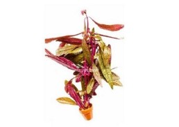 Althernanthera sessilis - Pot terre cuite - Plantes en pots terre cuite 3cm - Comptoir du Poisson exotique