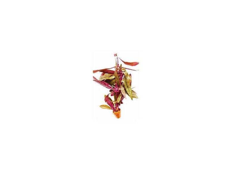 Althernanthera sessilis - Pot terre cuite - Plantes en pots terre cuite 3cm - Comptoir du Poisson exotique