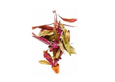 Althernanthera sessilis - Pot terre cuite - Plantes en pots terre cuite 3cm - Comptoir du Poisson exotique