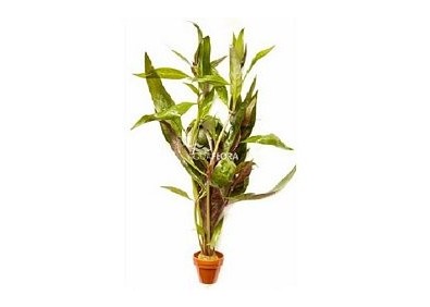 Alternanthera reineckii - Pot terre cuite - Plantes en pots terre cuite 3cm - Comptoir du Poisson exotique