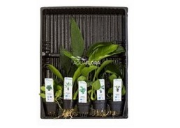 MIX 5 pots Anubias - Assortiments de plantes - Comptoir du Poisson exotique