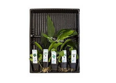 MIX 5 pots Anubias - Assortiments de plantes - Comptoir du Poisson exotique